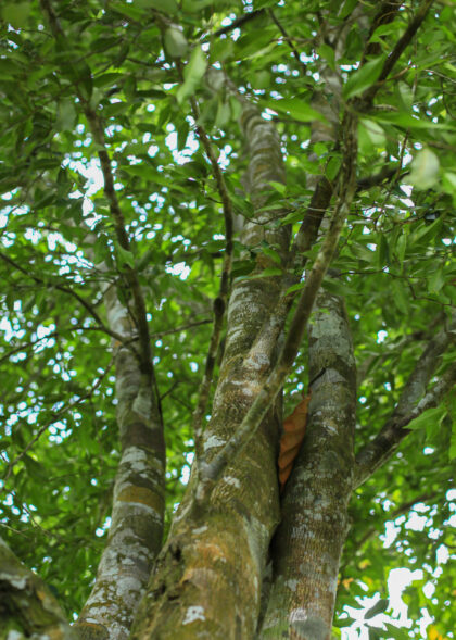 tree 2